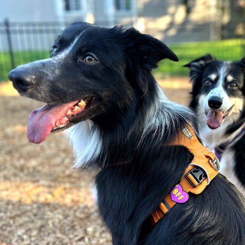 BFF Dog Jiby