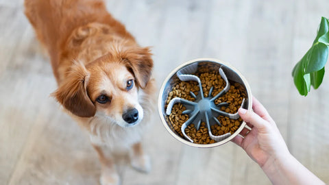Universal Slow Feeder Bowl Insert with Suction Cups