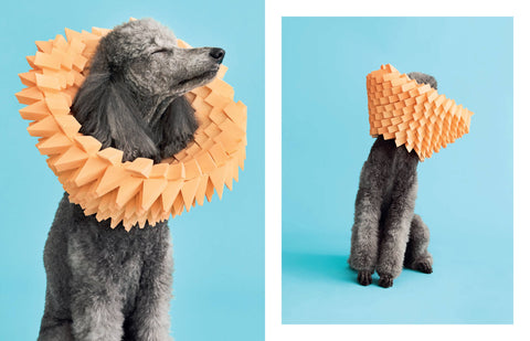 Cone of Shame by Winnie Au