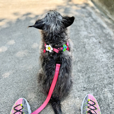 Daisy Dog Jiby