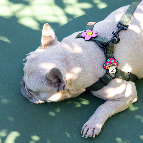 Daisy Dog Jiby