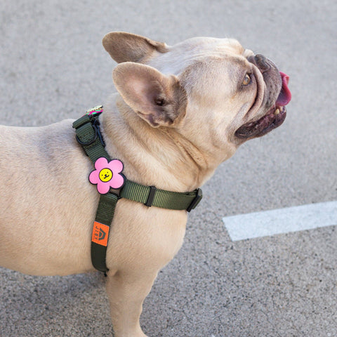 Daisy Dog Jiby