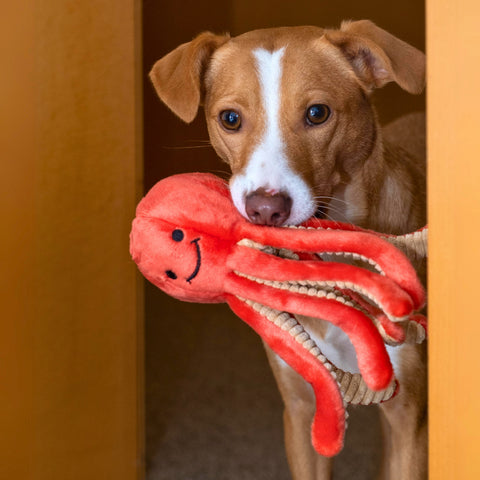 Squirt Octopus | Fluff & Tuff Dog Toy
