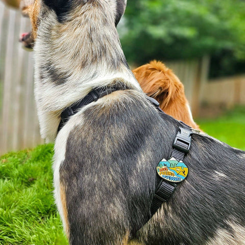 Outdoors Dog Jiby