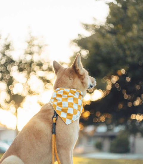 Legend Dog Bandana