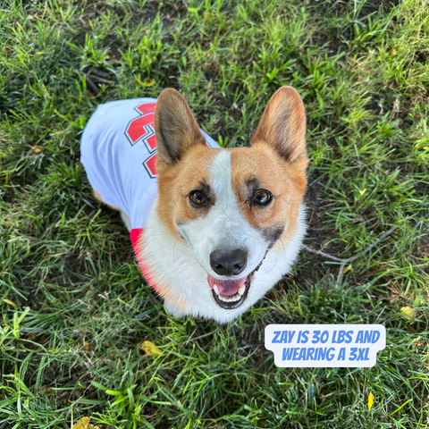 Limited Edition Carl Junction Baseball Dog Tee