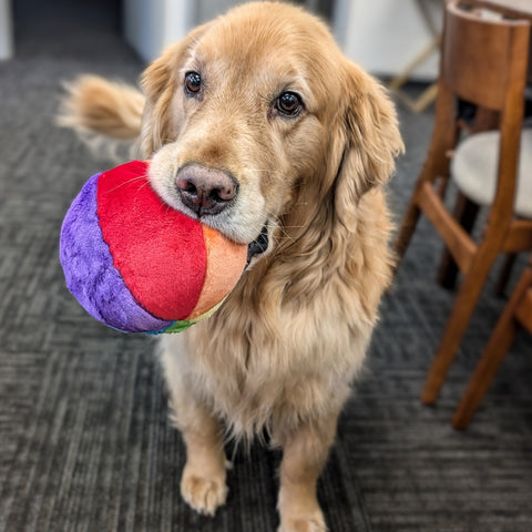 Mini Beach Ball | Fluff & Tuff Dog Toy