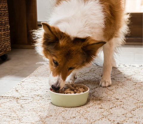 Dog eating from a bowl on a carpeted floor