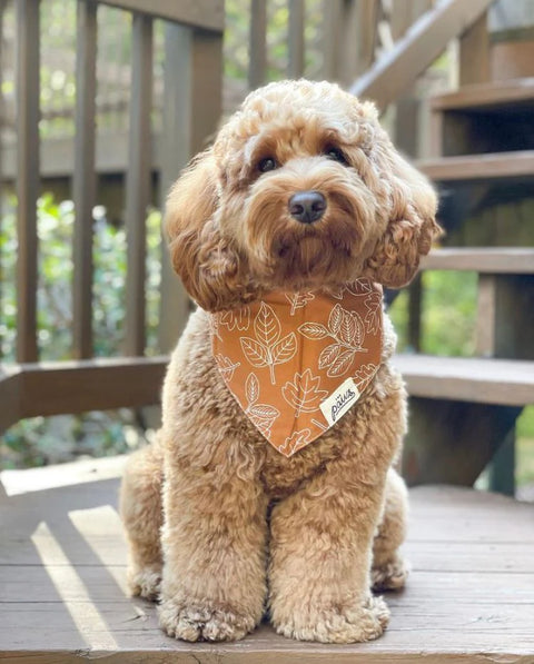 True North Dog Bandana
