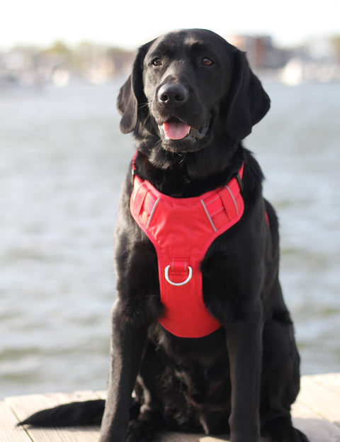 Chesapeake Bay Dog Harness: Covert Black