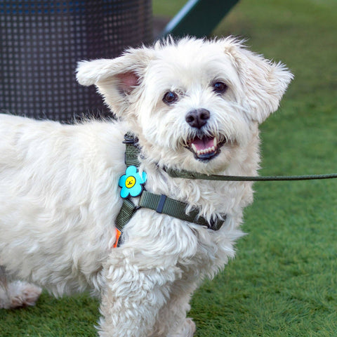 Daisy Dog Jiby