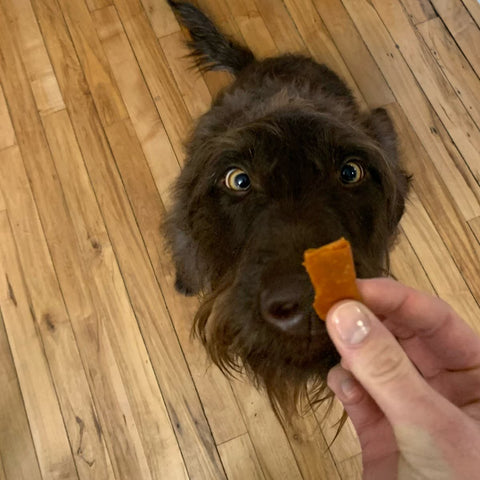 Dog looking at a treat held by a person on a wooden floor