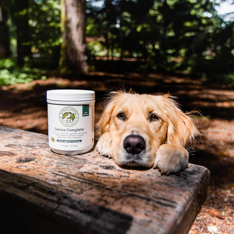 Canine Complete Multivitamin | Organic Pumpkin Flavor