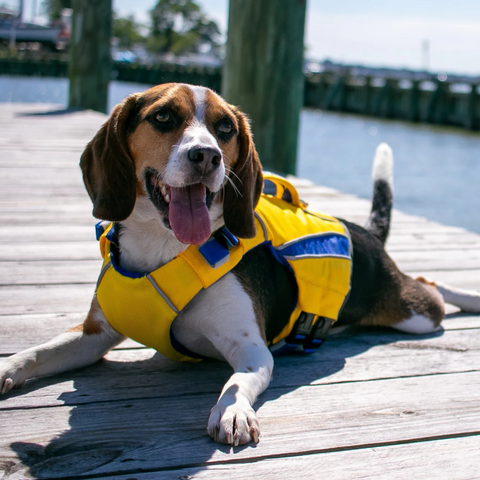 Monterey Bay Dog Life Jacket