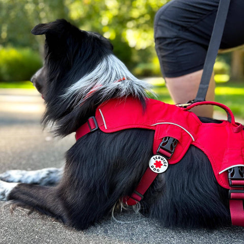 Service Dog Jiby Dog Charm