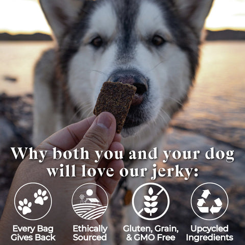 OTIS Wild Things Jerky Dog Treats | Bison 4oz