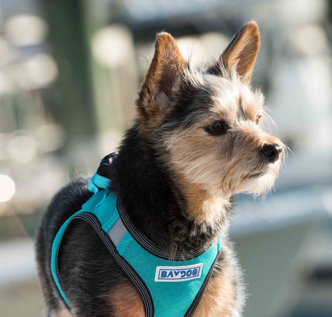 Liberty Bay Dog Harness: Sea Foam