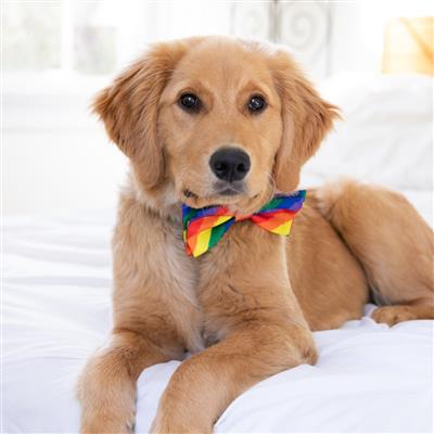 Pride Bow Tie