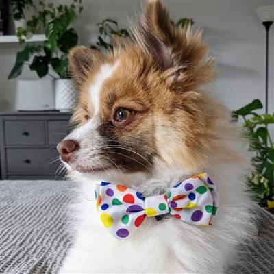 Happy Barkday Bow Tie