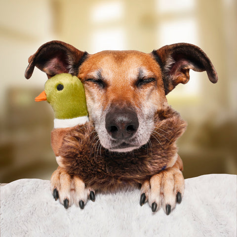 Morley Mallard | Fluff & Tuff Dog Toy