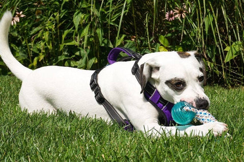 Baydog Knotical Rope Toys