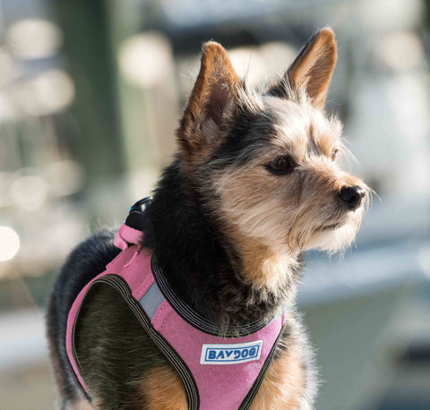 Liberty Bay Dog Harness: Pink Lemonade