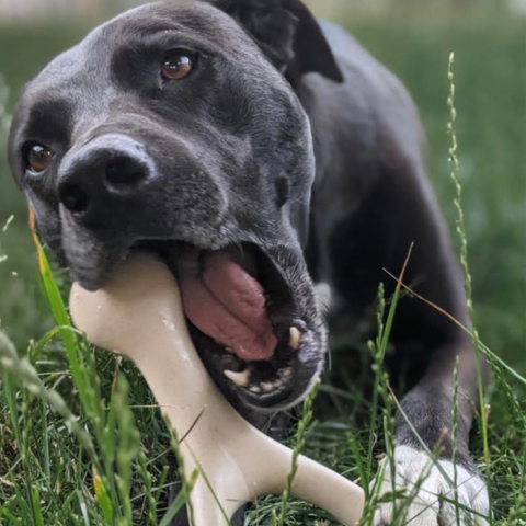 BetterBone HARD | Natural Nylon & Rawhide Alternative Chew Bone