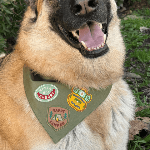 Never Not Hungry | Iron-On Patch For Dogs and Cats
