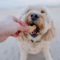 Suzie's 3 mg CBD Chicken Chips
