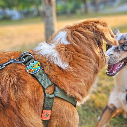 Outdoors Dog Jiby