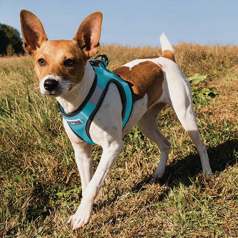 Liberty Bay Dog Harness: Sea Foam