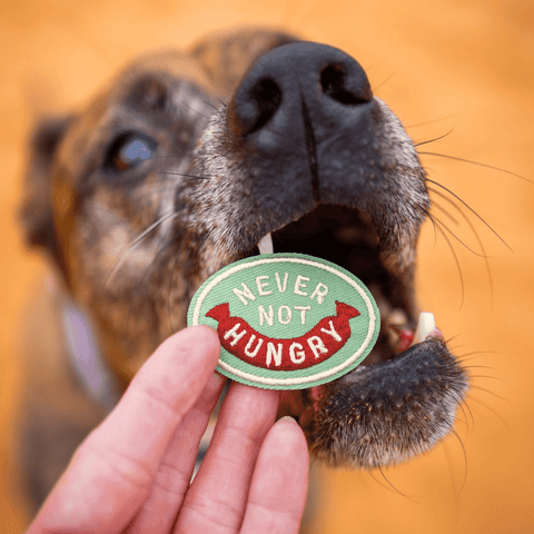 Never Not Hungry | Iron-On Patch For Dogs and Cats