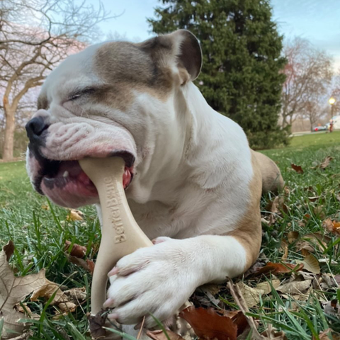 BetterBone SOFT | Natural Nylon & Rawhide Alternative Chew Bone