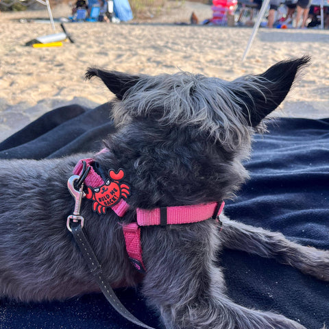 Crabby Jiby Dog Charm