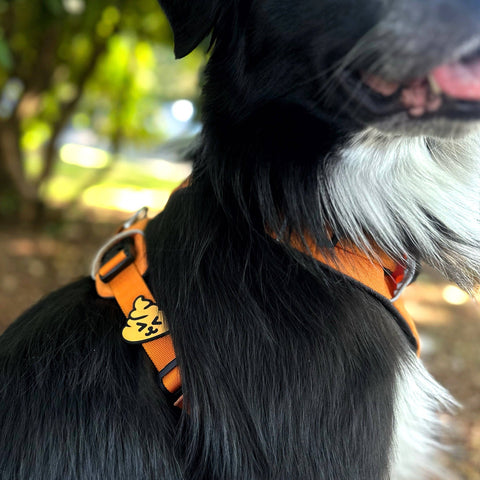 Poop Dog Jiby