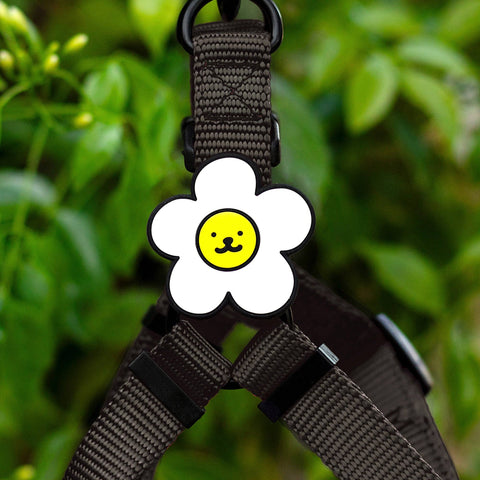 Daisy Dog Jiby