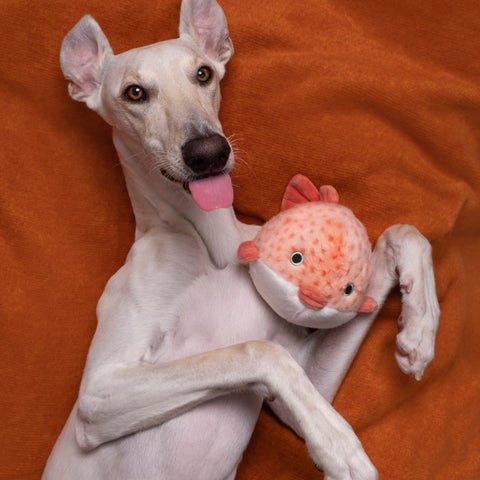 Dottie Pufferfish | Fluff & Tuff Dog Toy