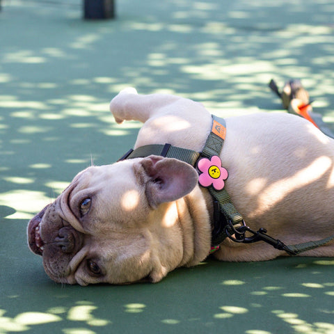 Daisy Dog Jiby