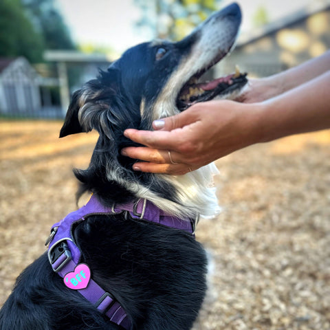 BFF Dog Jiby