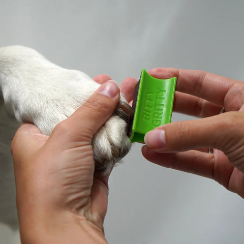 Person applying a green pet nail clipper to a dog's paw.