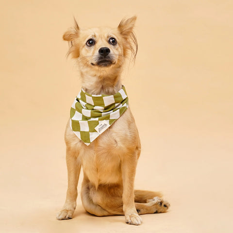 Checkmate Dog Bandana
