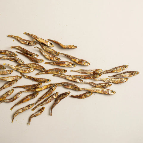 Polkadog Atlantic Silverside Fish