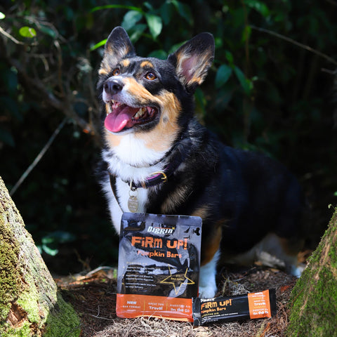 Super Snouts FIRM UP! Pumpkin Bars