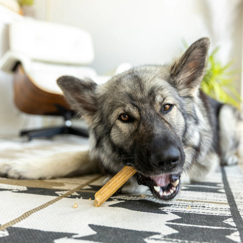 West Paw Dental Sticks