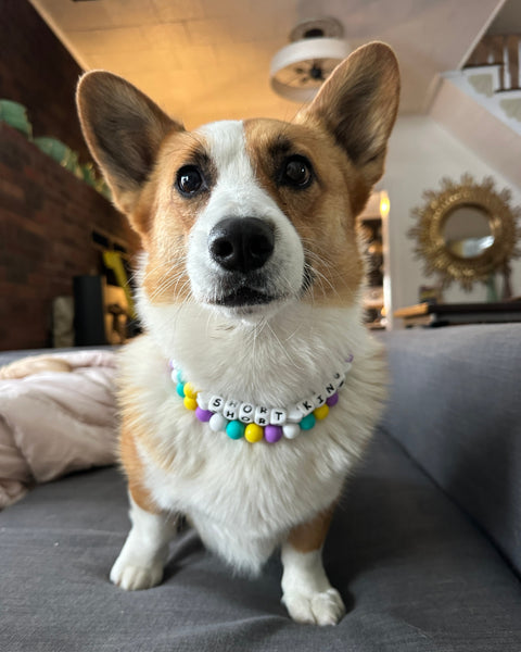 Custom Friendship Bracelet Dog Collar