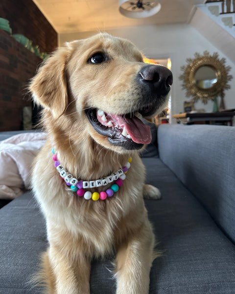 Custom Friendship Bracelet Dog Collar