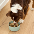 Dog eating from a bowl of food on a wooden floor