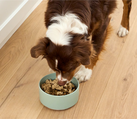 Dog eating from a bowl of food on a wooden floor