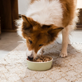 Dog eating from a bowl on a carpeted floor