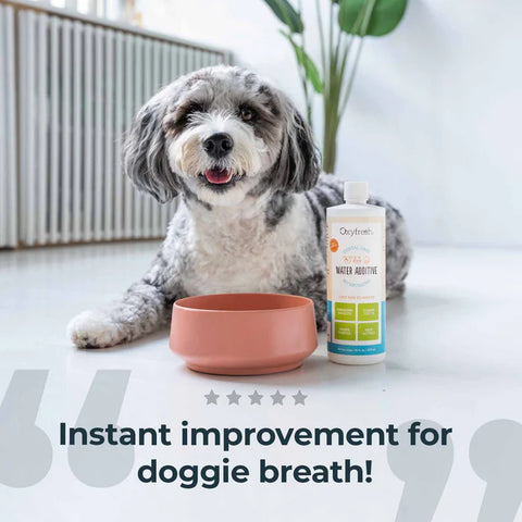 Oxyfresh Pet Dental Water Additive - 16oz